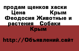 продам щенков хаски!!! › Цена ­ 10 000 - Крым, Феодосия Животные и растения » Собаки   . Крым